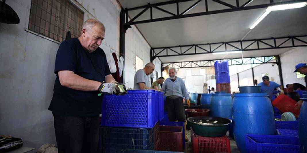 Enginarı robotlar soyamadı, Hüseyin abi ve ekibi devreye girdi! “Enginar soyma timi" ile 25 yıldır hizmet veriyor 2